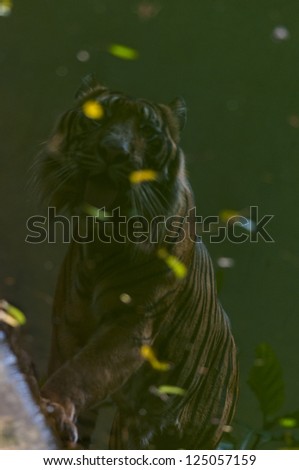 Reflection of the king (sumatran tiger)