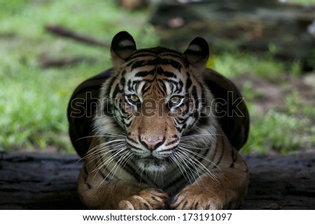 Sitting Sumatran Tiger