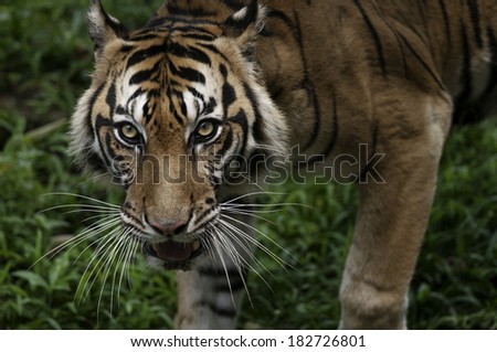 Sumatran tiger eye contact