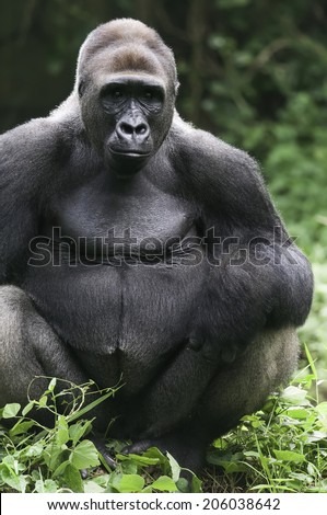 Second alpha male gorilla