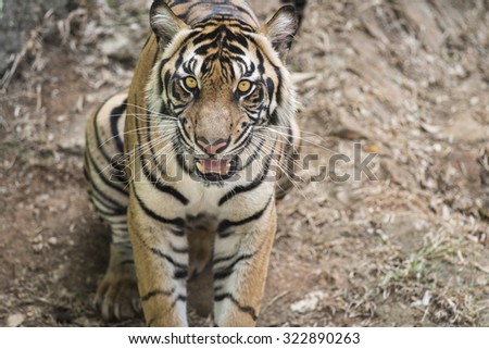 Enigma Eyes of Young Sumatran Tiger