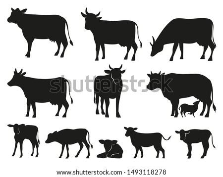 Cow silhouette. Black cows and calf mammal animals. pictogram. Farm livestock cow pictogram or countryside domestic milk cows, calf and bulls. Isolated vector icons set