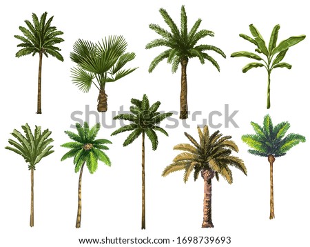Colourful hand drawn palm tree. Retro tropical coconut trees, vintage miami palms vector illustration set. Tropical tree palm, green floral botanical