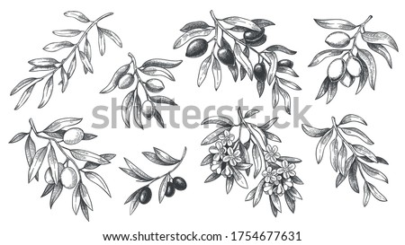 Engraved olive branch. Sketch branches with leaves and blossoms, hand drawn olives design element. Agricultural ripe plant or fruit isolated on white background vector illustration set.