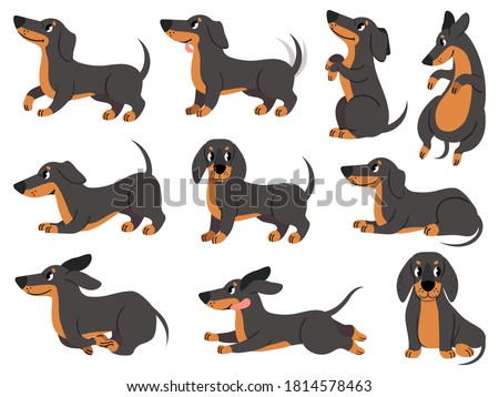 Dachshund. Cute dogs characters various poses hunting breed, design for prints, textile or card, adorable dachshund cartoon vector set. Dachshund pose, dog pedigree drawing, domestic pet illustration