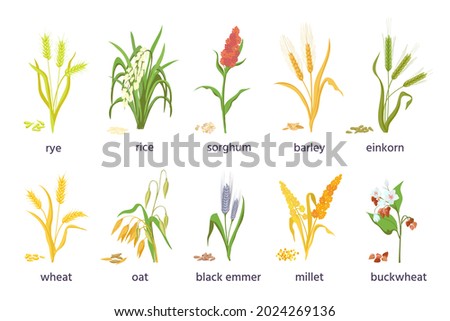 Cereal agricultural plants, crop spikes, ears and grains. Farming millet, wheat, sorghum, rice, barley and oat spikelets and seed vector set. Illustration of crop harvest, cultivation rice and sorghum Foto stock © 