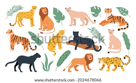 Big feline family animals, tiger, lion, cheetah and leopard. Wild cats savanna and tropical forest. Jaguar panther flat vector set. Cheetah and tiger, lion and leopard, feline predator illustration