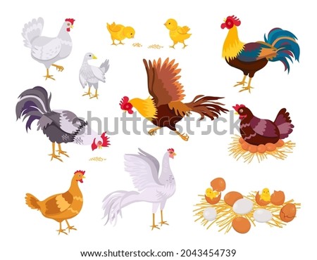 Cartoon farm chicken family, rooster, hen and chicks. Flat domestic bird eat, run and sit on eggs. Nest with chick. Poultry grow vector set. Hatched eggshells with newborn babies in countryside