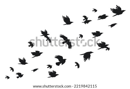 Flock of crows. Flying black birds in sky monochrome flutter raven silhouette, migrating flight group of wild rooks ornithology concept. Vector illustration. Gothic animals with wings flying together