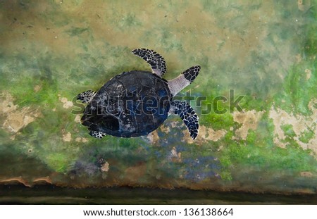 Adult turtle swims in pool of Sea Turtles Conservation Research Project in Bentota south, Sri Lanka