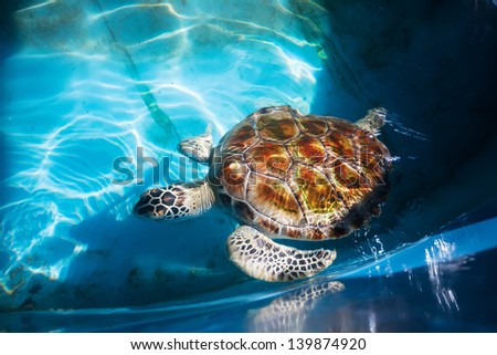 Adult turtle swim in pool of Sea Turtles Conservation Research Project in Bentota south, Sri Lanka