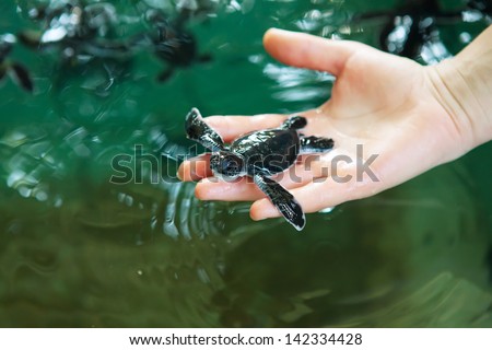 Newly hatched baby turtle in humans hands at Sea Turtles Conservation Research Project in Bentota, Sri Lanka