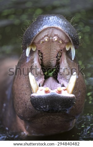 Hippo mouth open waiting for food from tourists.