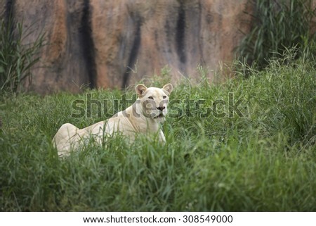 Female white lion staring in the zoo in Thailand.