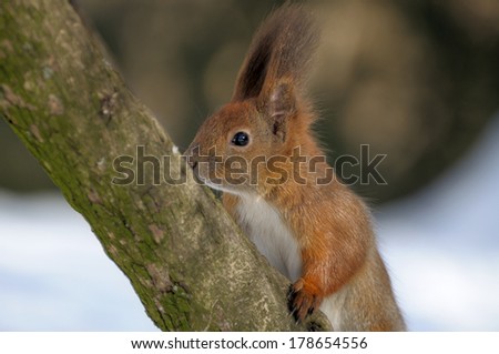 Red squirrel playfully jumps on wood