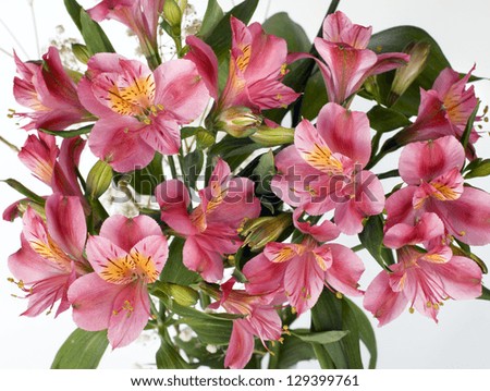 alstroemeria flowers on a white background
