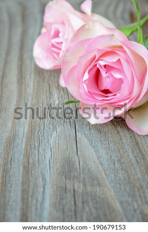 Two pink roses on the old gray boards