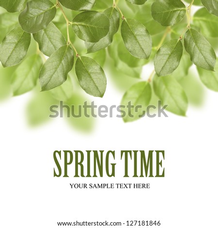 Green leaves on white background with copyspace and sample text