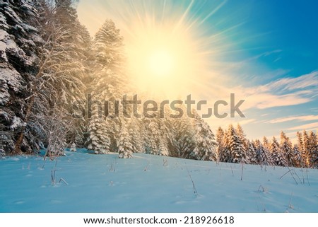 fairy  beautiful winter  sunset  Christmas  landscape with snow fir and tree holiday background