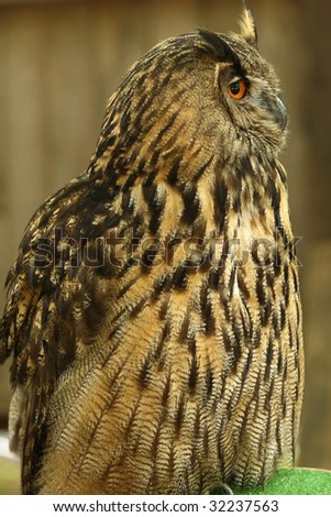 close-up shot of a night owl