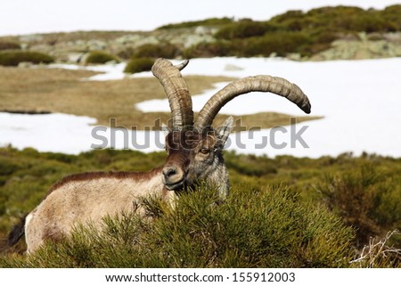 Barbary sheep or Mouflon, single animal standing on grass, mountain of gredos, Spain