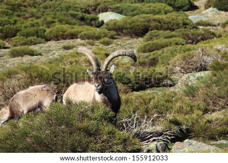 Barbary sheep or Mouflon, single animal standing on grass, mountain of gredos, Spain