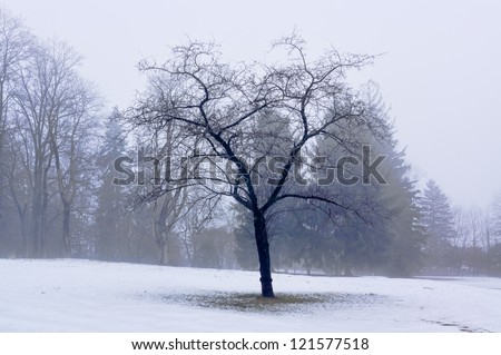 A lonely, leafless tree stands apart from other trees, dimmed by fog in the background