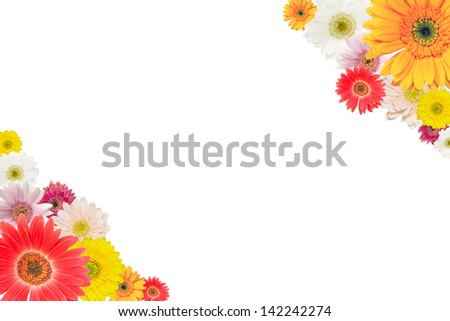 Isolated transvaal daisy on a white background of the letter-size