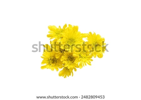 Similar – Image, Stock Photo Yellow chrysanthemum bouquet on yellow background. Copy space