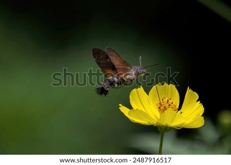 Image, Stock Photo Flowerbed with bird of paradise flowers