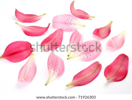 royalty free petals of a lily 30522769 stock photo avopix com