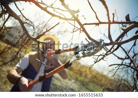 Similar – Foto Bild Männlicher Landwirt beim Beschneiden eines Obstbaums