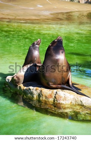 Sea lions family