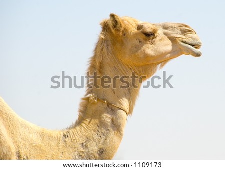 Isolated camel neck and head profile in color