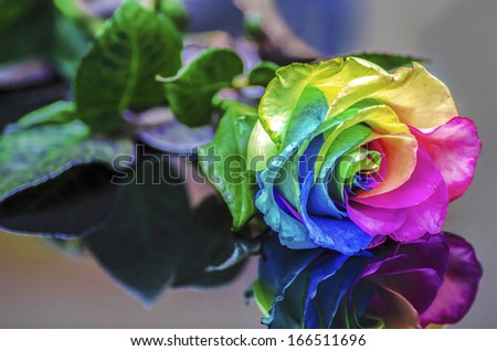Rainbow Rose Reflection