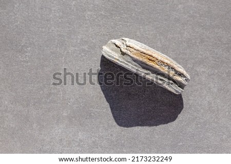 Similar – Image, Stock Photo A nice peeble with a harsh sun shadow on a gray backdrop