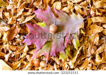 Autumn Oak tree leaves and acorn on a carpet of dry linden leaves