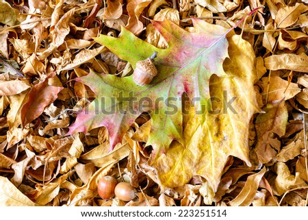 Autumn Oak tree leaves and acorn on a carpet of dry linden leaves