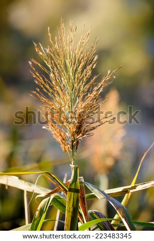 Phragmites australis flower close to the lake in autumn