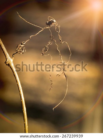 Macro of dry tendrils illuminated by the strong light of the winter sun, with a rainbow effect