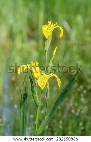 Yellow aquatic iris in a pond close to the Dnieper river in Kiev, Ukraine