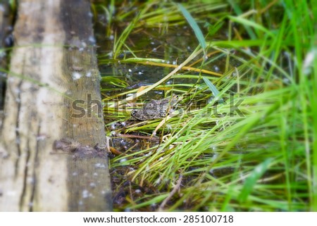 Close up of a green and brown frog in a pond close to the Dnieper river in Kiev, Ukraine