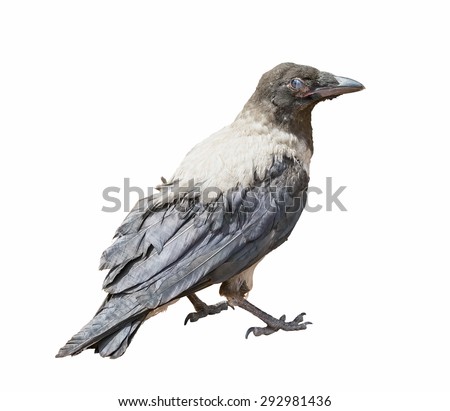 A Hooded Crow isolated on white background