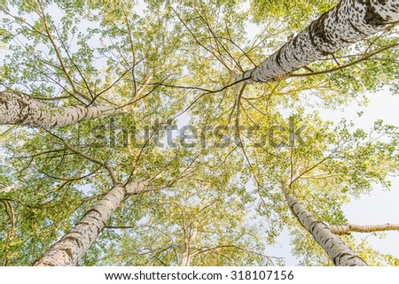Looking up to the sky in a birch forest at the end of summer