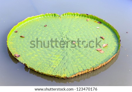 Big lotus leaf on pool  in weather sun.