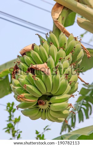 The bananas raw , people it like it