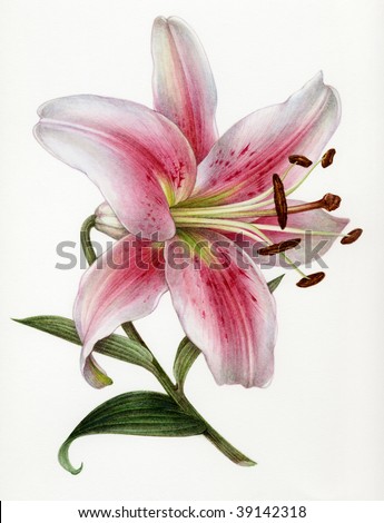 Watercolor Painting Of A Of A Flower Of A Lily Stock Photo 39142318 ...