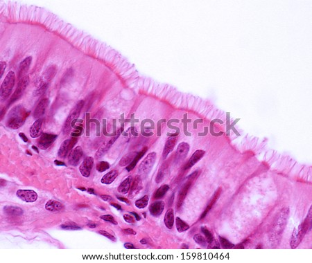 Ciliated Pseudostratified Columnar Epithelium Of The Trachea ...