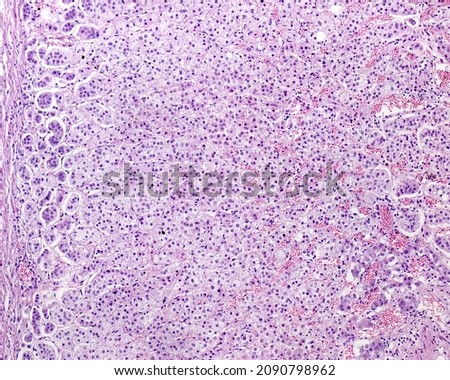 Adrenal cortex showing, from left to right, the connective tissue capsule, zona glomerulosa, zona fasciculata, and zona reticularis (with dilated sinusoid capillaries) Foto stock © 