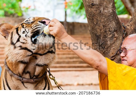 Kanchanaburi, Thailand - May 23, 2014: Buddhist monk feeding with milk a Bengal tiger at the Tiger Temple in Thailand.The Temple was founded in 1994 as a temple and sanctuary for wild animals.